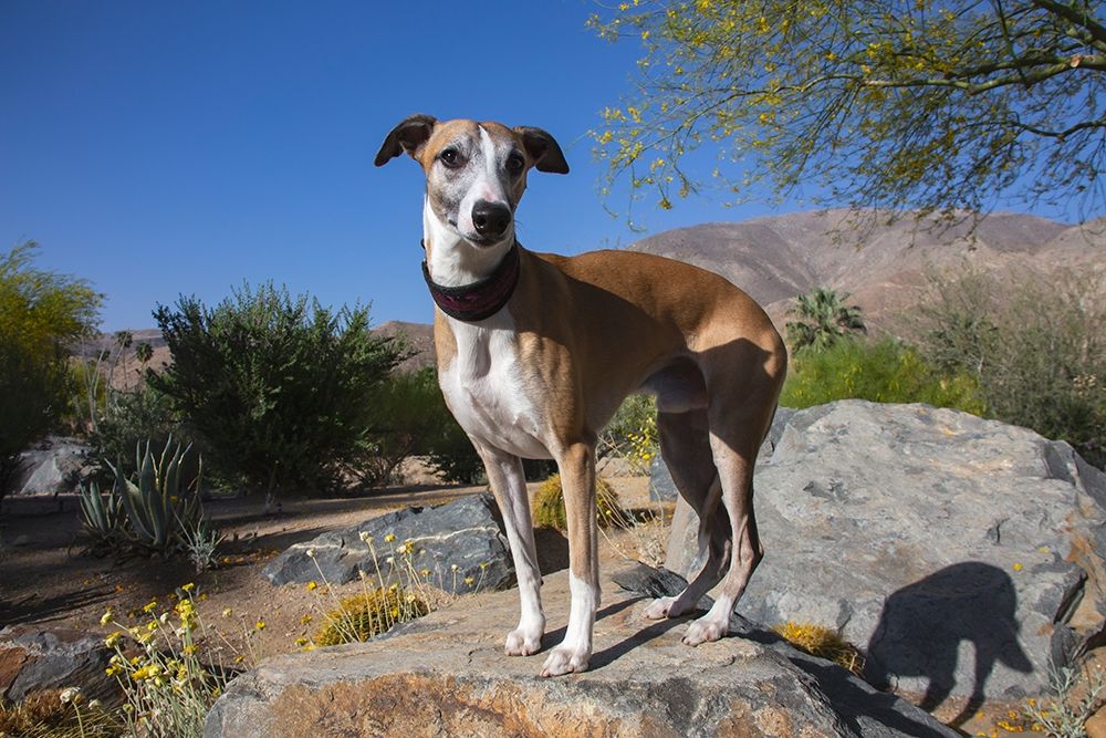 Whippet